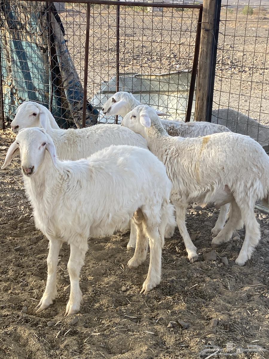 طليان حبص بريه ونظيفه على الشرط64432264589953111