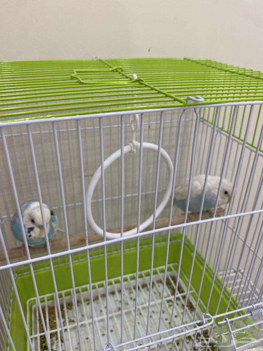 بادجي الجوز 90  الفرد 6064429022683267112