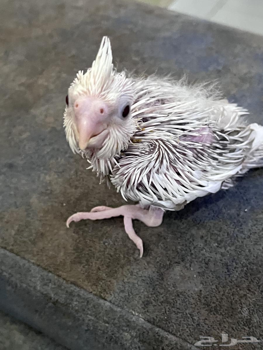 Farak Crowan64432251195139111