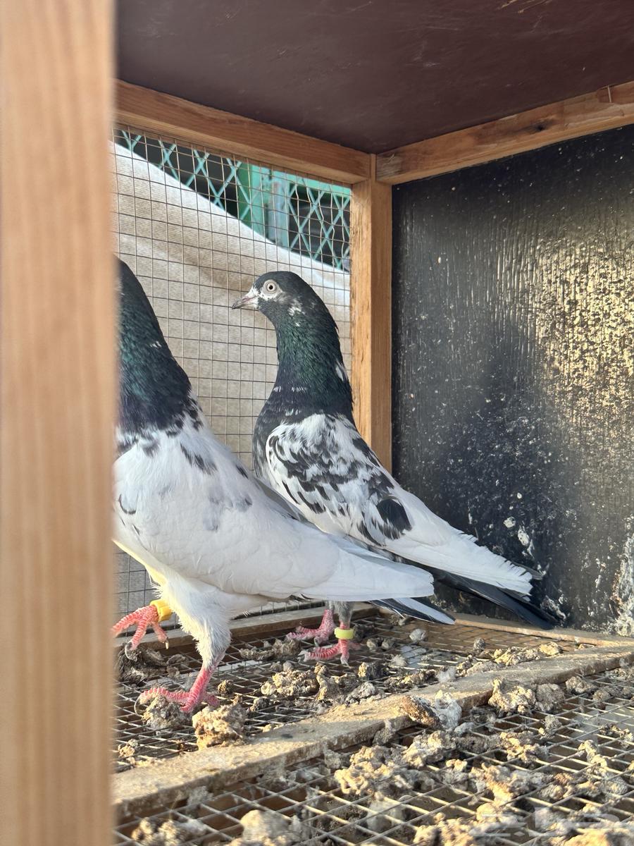 جوز تيدي بعياله64428942431106111