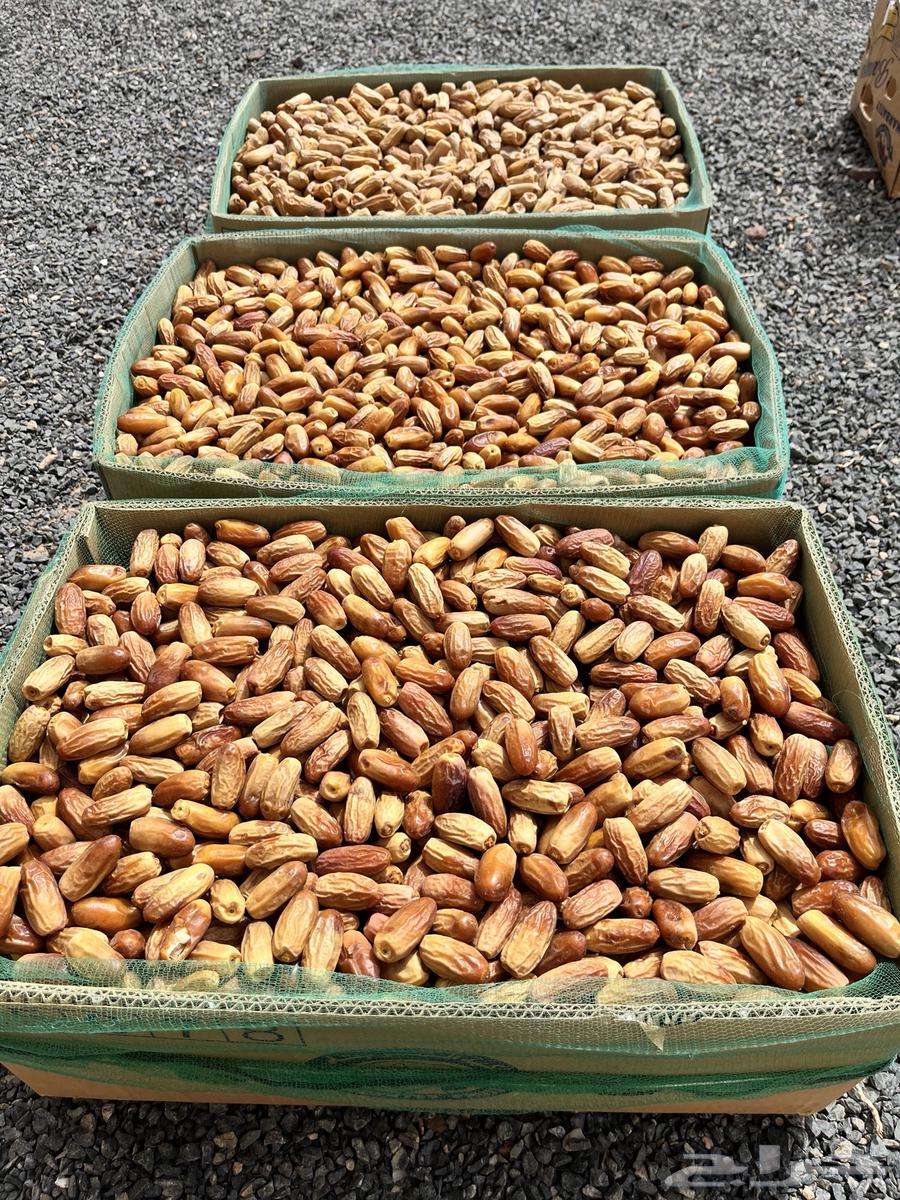 تمر بياض ومواكيل نجران لين للبيع64429290567427112