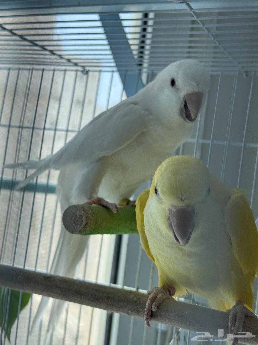 تم البيع64429103102338113