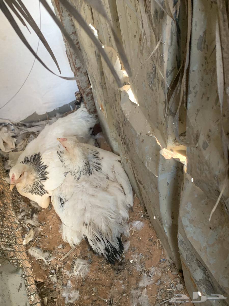 براهما كولمبي64427690778114110