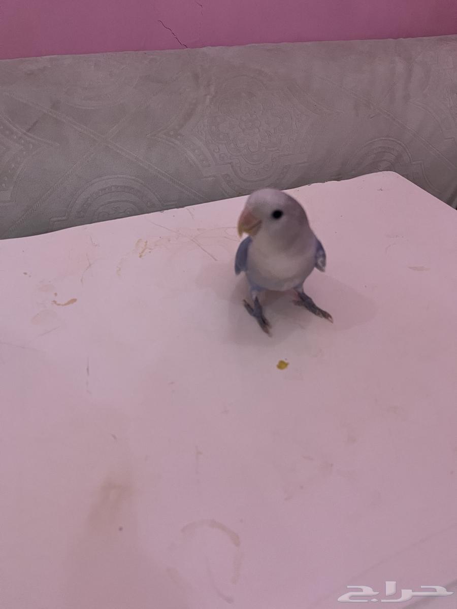 طير روز للبيع64432495973761111
