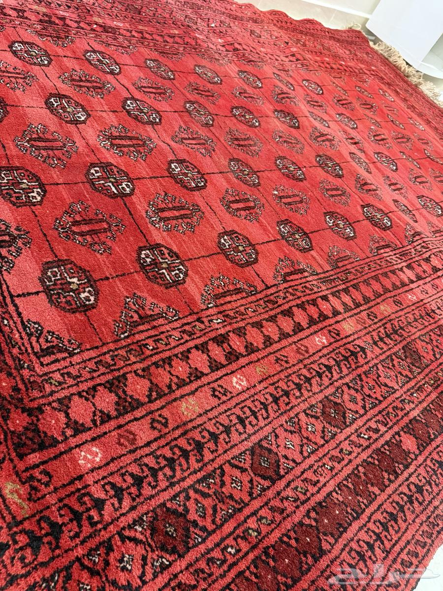 زولية64431937740929114