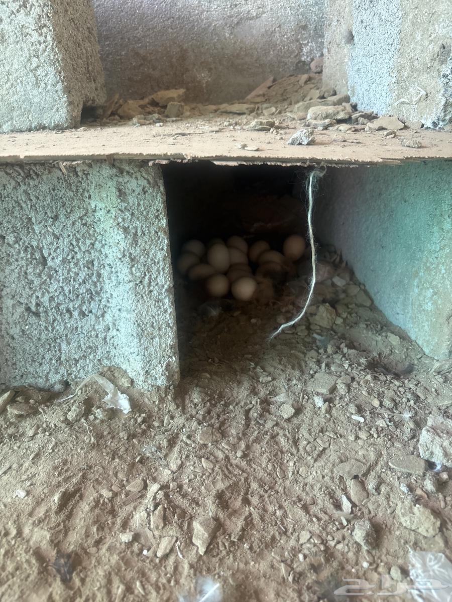 بيض للبيع64429263692545111