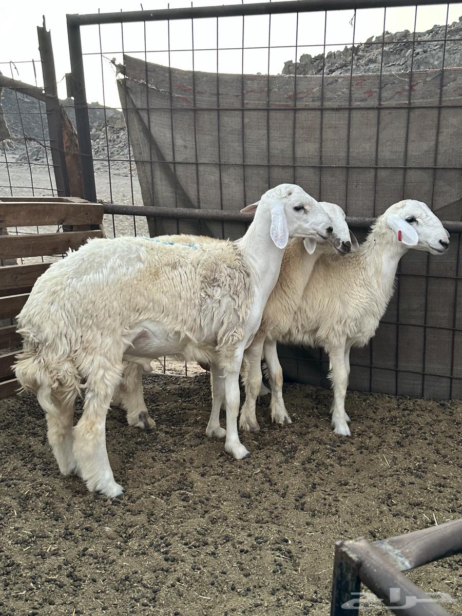 طليان ثلاجة نظيفة وسمان64433202058883110