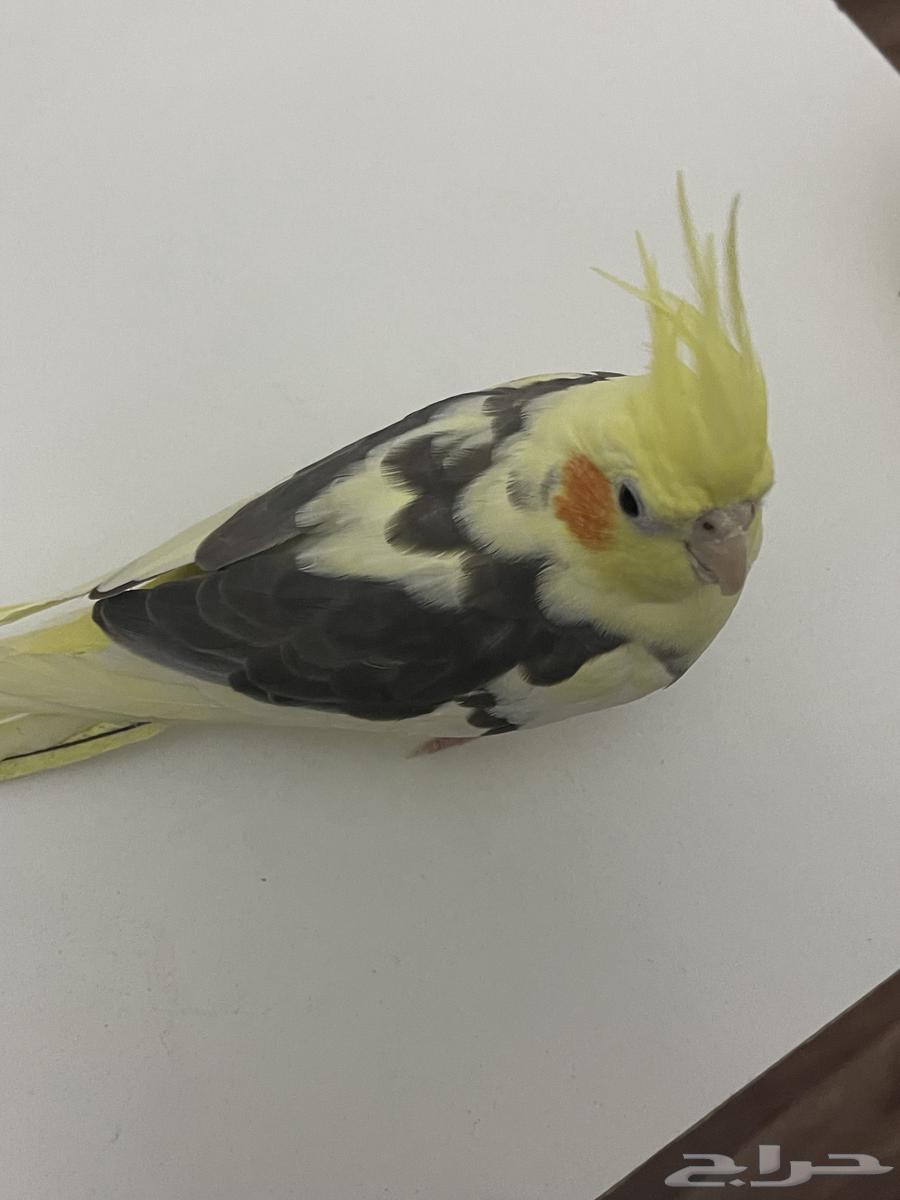 طيور كروان64430394678529113