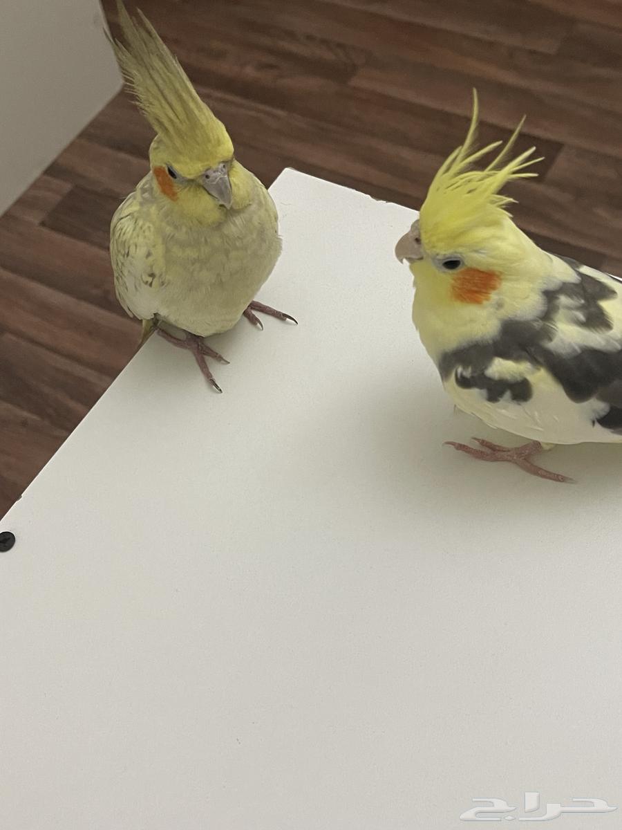 طيور كروان64430394678529114