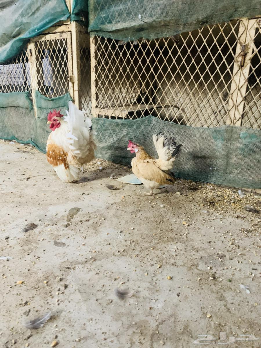 زوج سيراما مستوا طيب64431237907329113