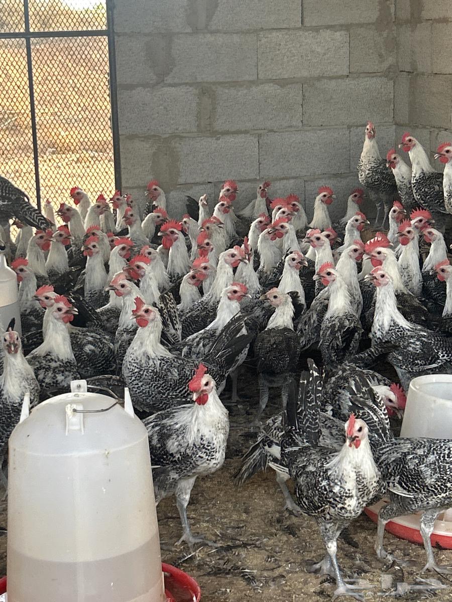 للبيع ديكه فيومي للتواصل خاص64430886831107111