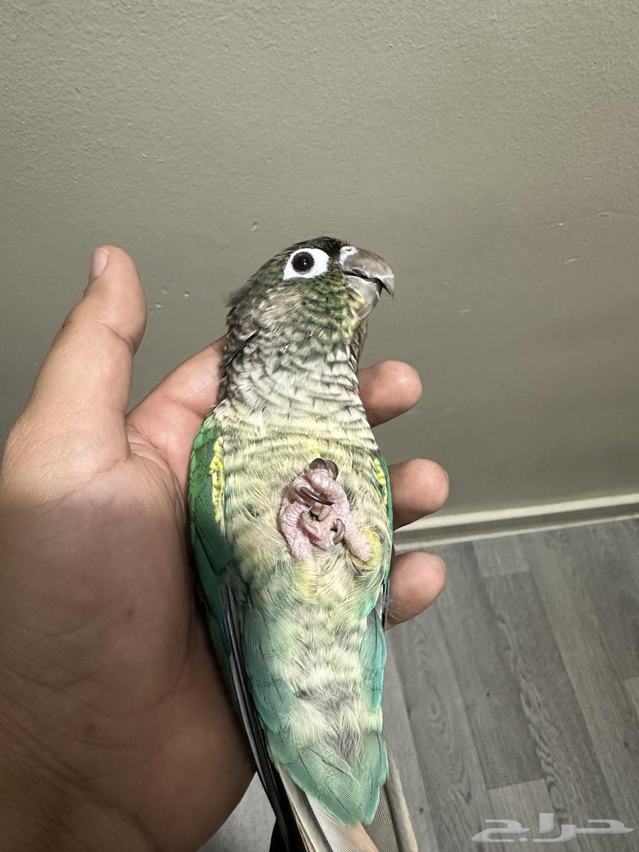 كنيور تركواز يلو سايد اليف وهدد64428255330434111