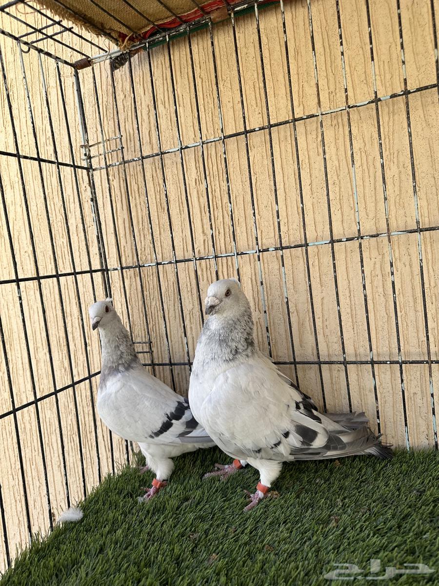 Ice color male racing pigeon, productive pair, MashaAllah. For sale64427851969667113