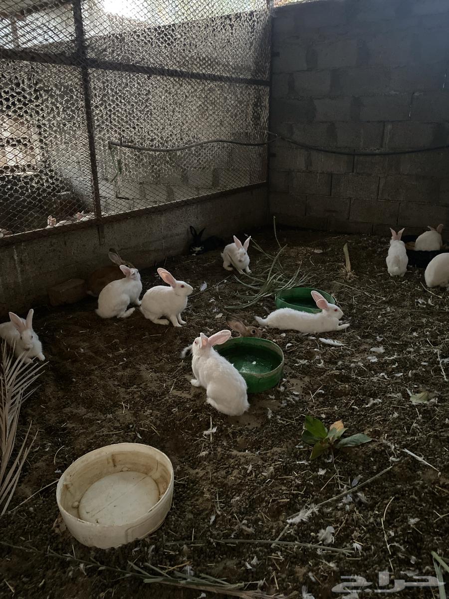 ارانب64430886891393110