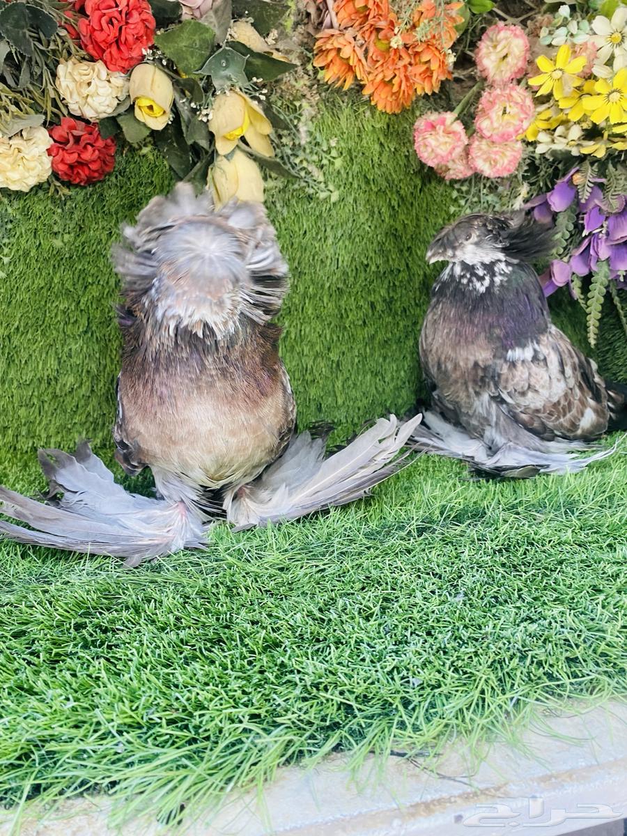 للبيع طبه بخاره قريزل64430164560129111