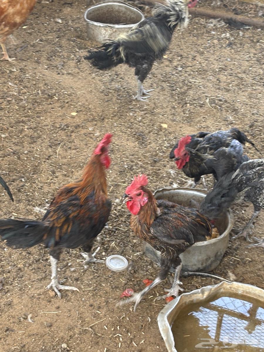 للبيع ديكة64427946208386111