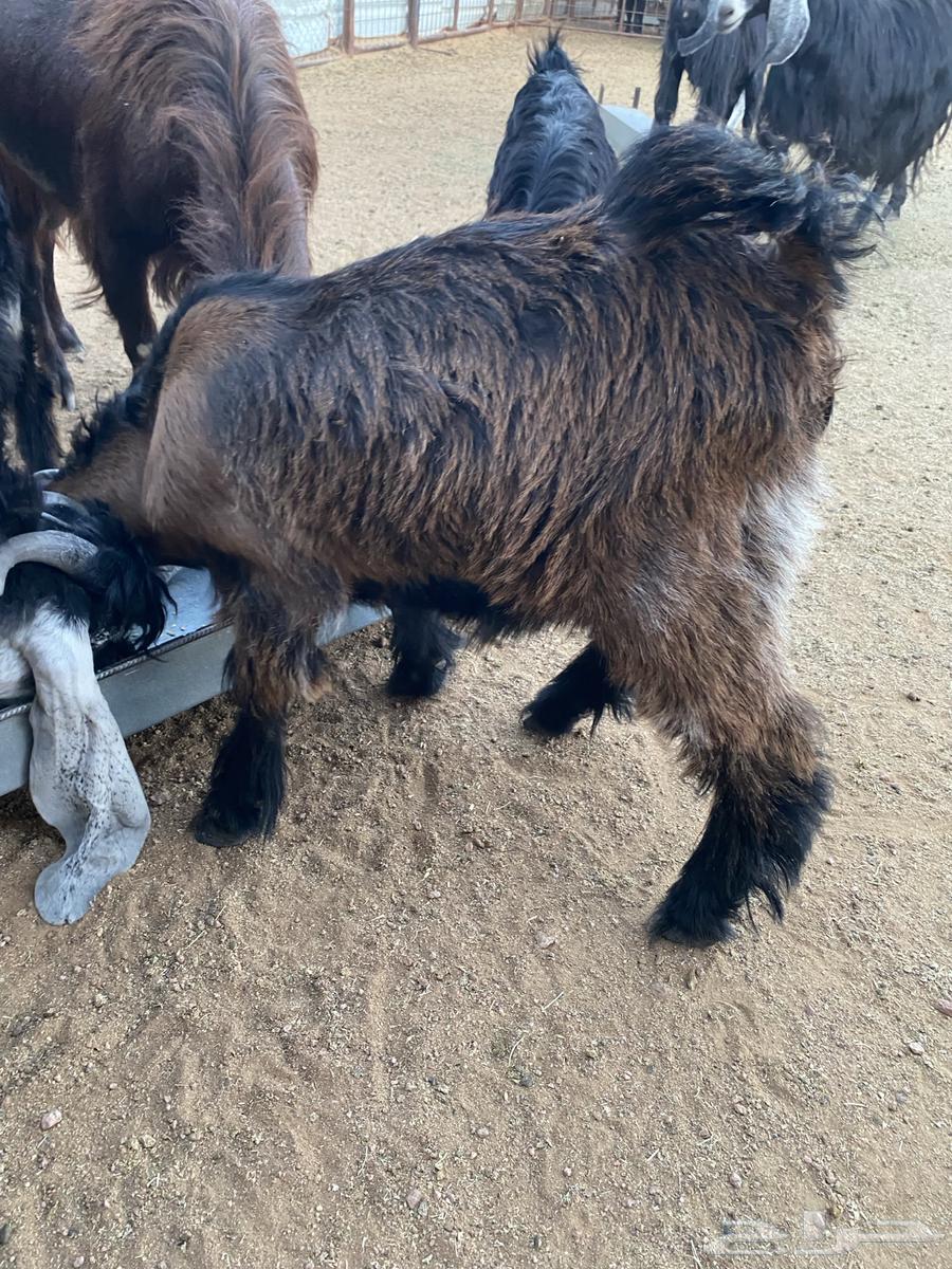 تيس ذبح طيب(تم البيع)64431786307843112