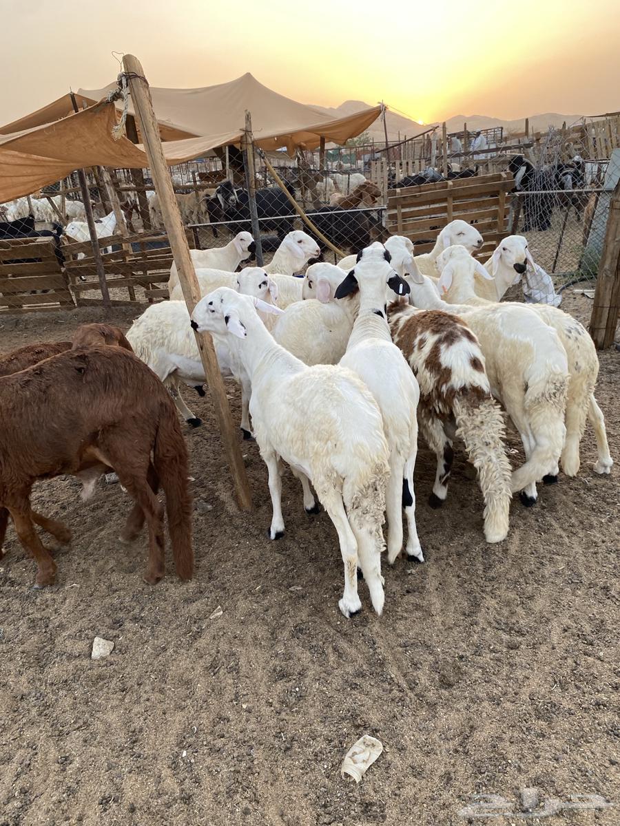 سواكن فل شحم تربية64431183623299110