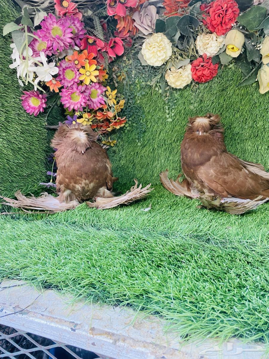 للبيع طبه بخاره احمر64428053017219114