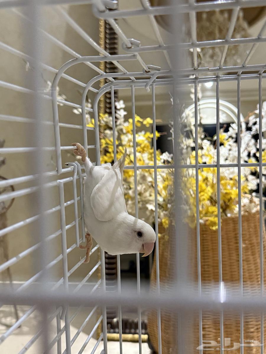 طيور روز البينو64431978421507111