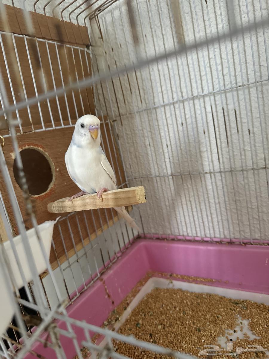 بادجي منتج للبيع64431237892737111