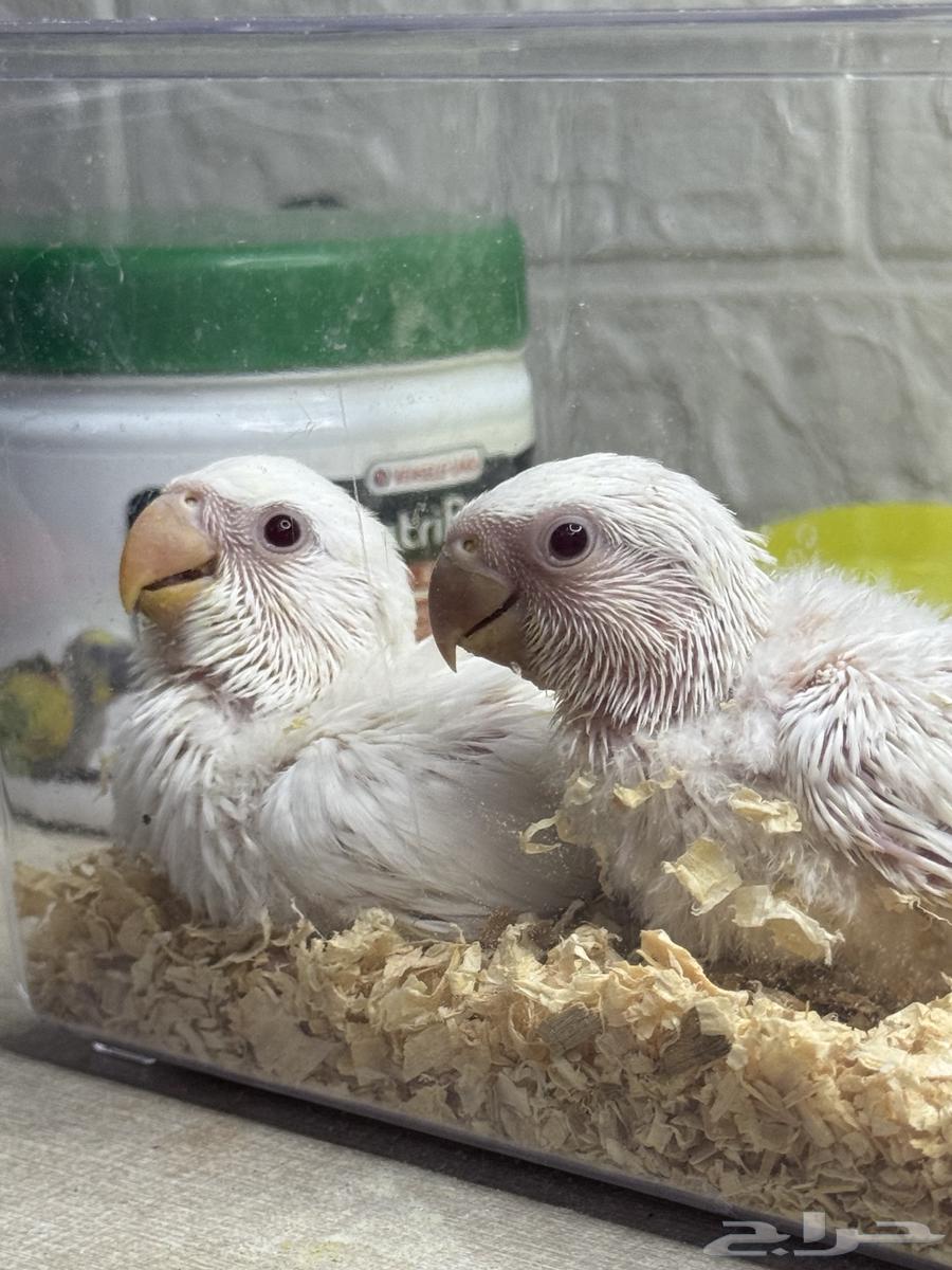 تم البيع64431896474242110