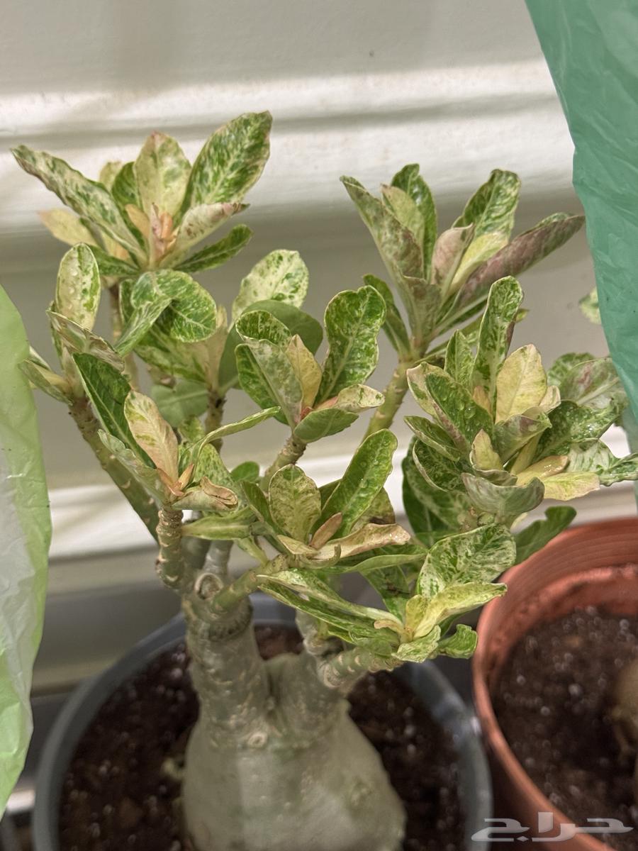 Aden tree variegated for sale to rare plant enthusiasts, quantity sold out.64433256518530112