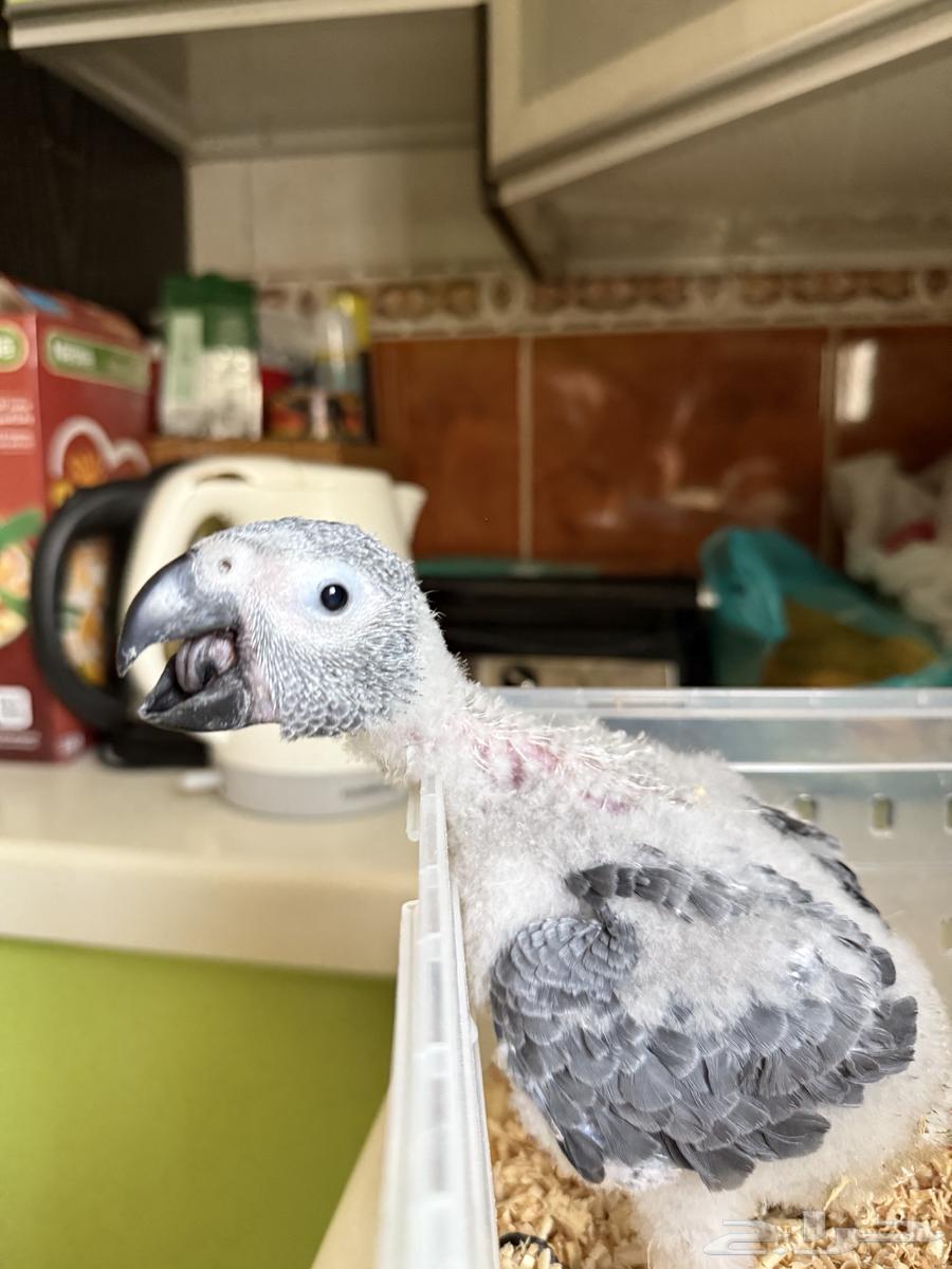 Farkh Kasko local production64430299805825112