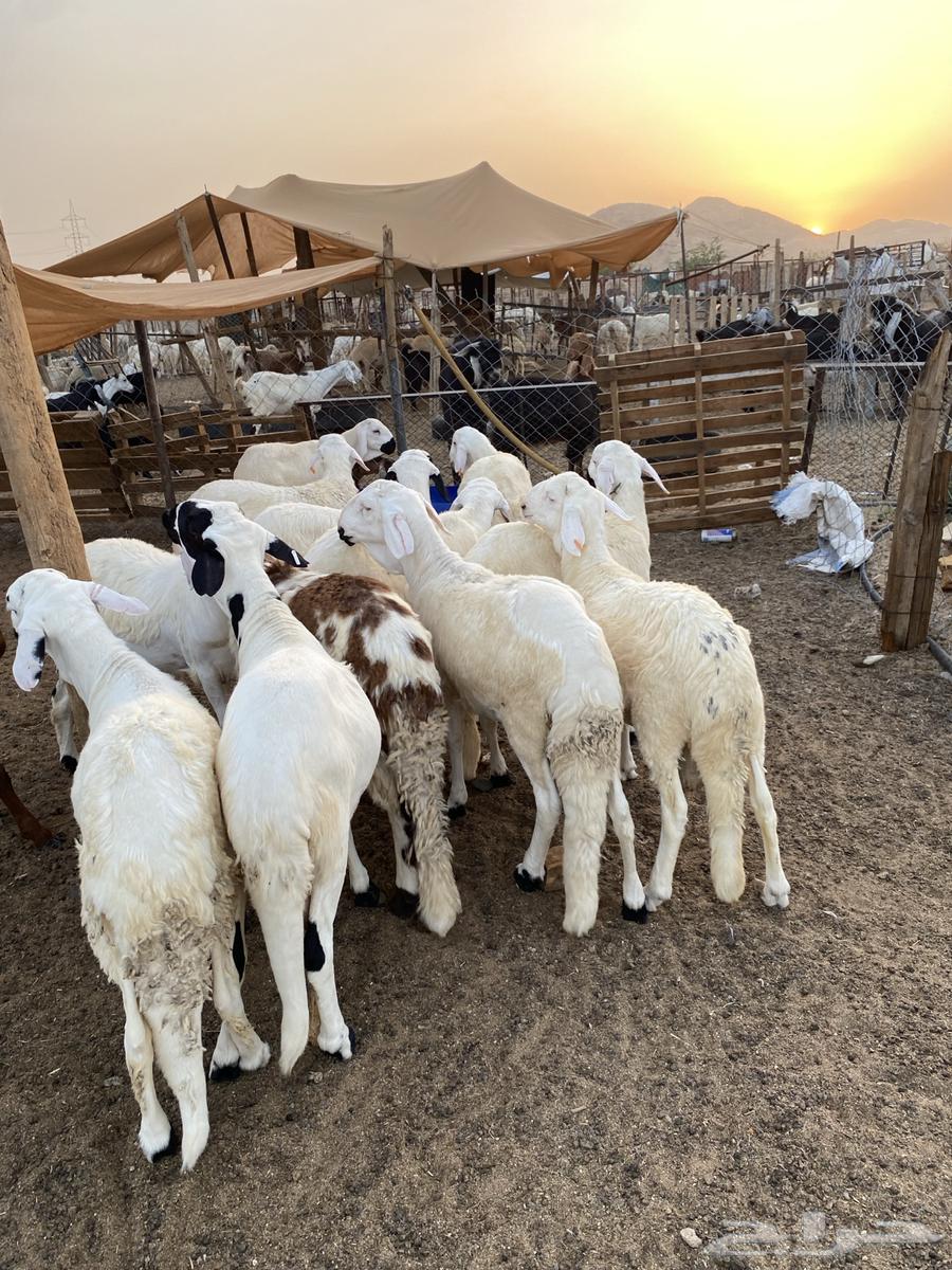 سواكن فل شحم تربية64431183623299111