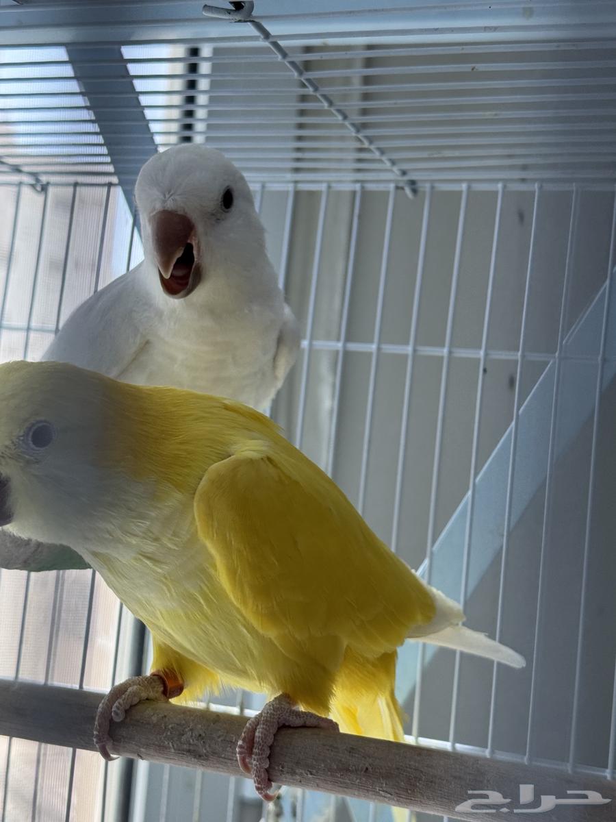 تم البيع64429103102338112