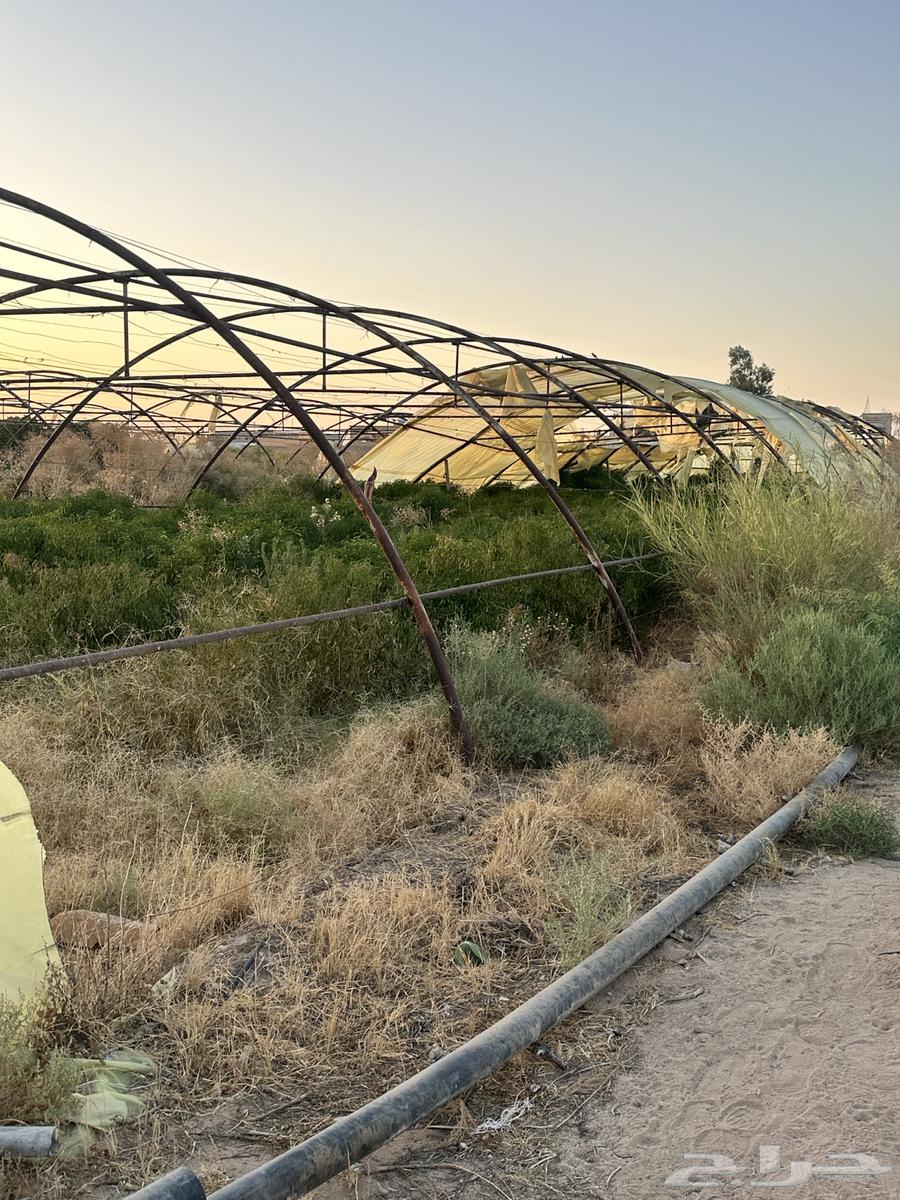 بيوت محميه زراعيه64431062026754112