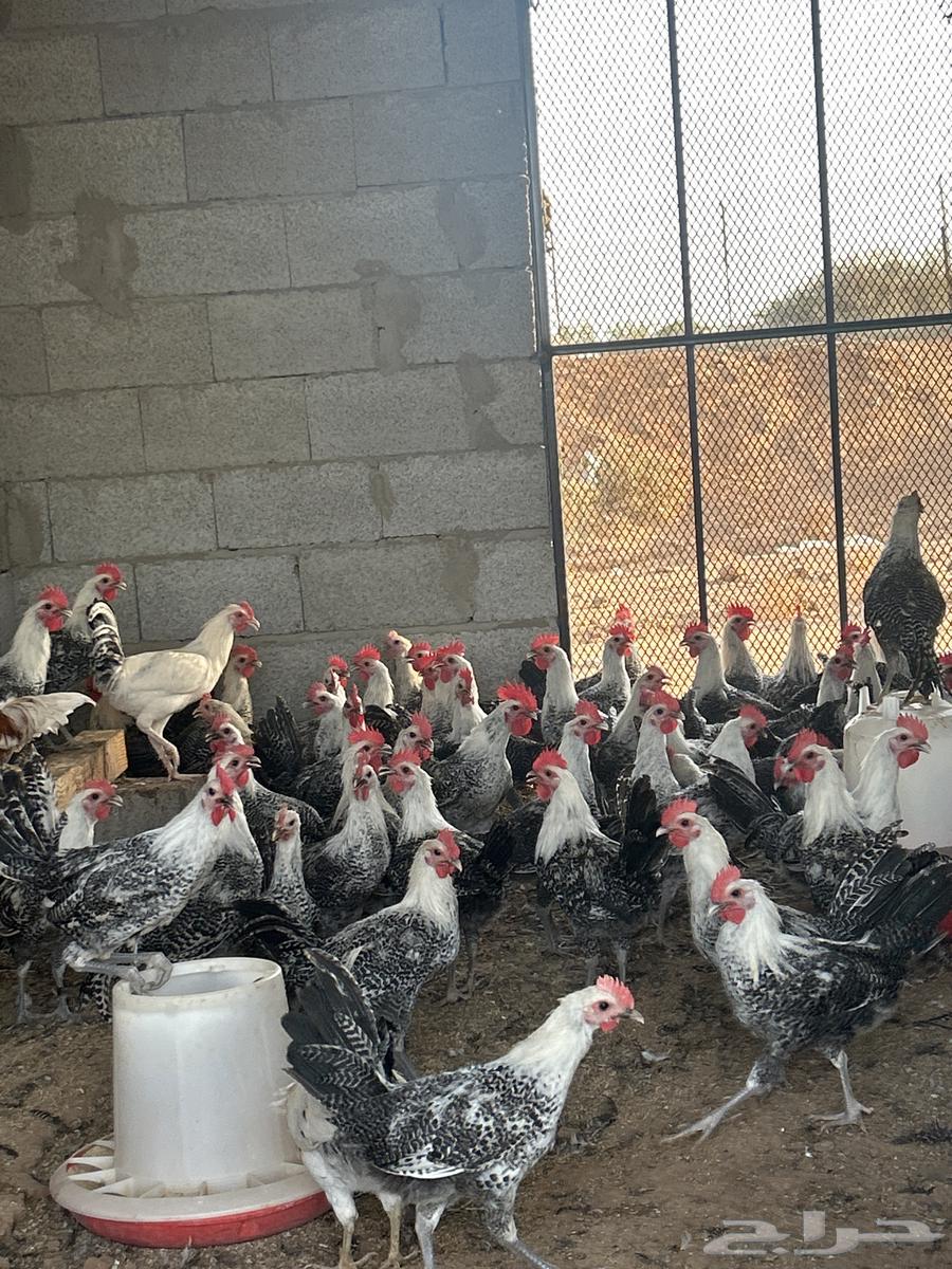 للبيع ديكه فيومي للتواصل خاص64430886831107112