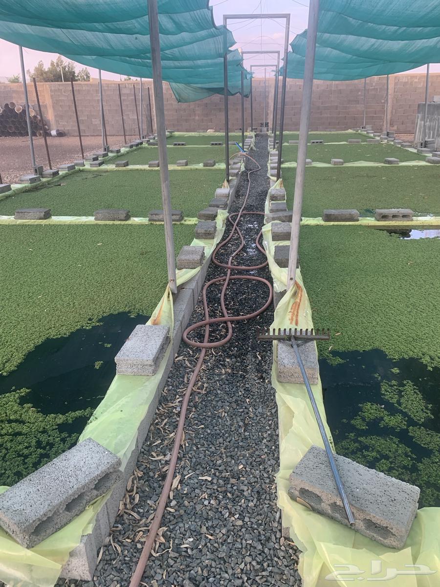 ازولا. حائل. حقروصين64429397713666111