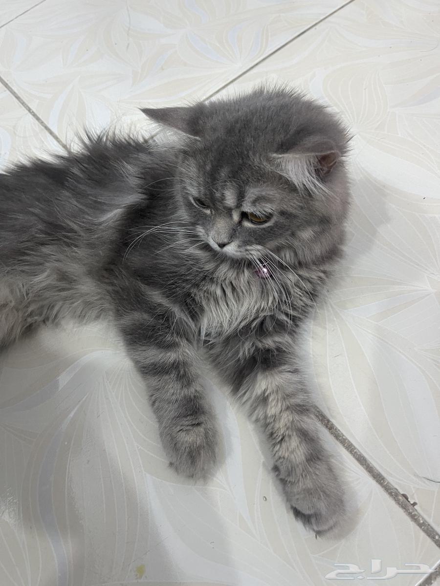 قطوه شيرازي64431951440129114