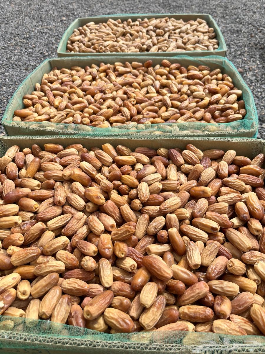 تمر بياض ومواكيل نجران لين للبيع64429290567427111