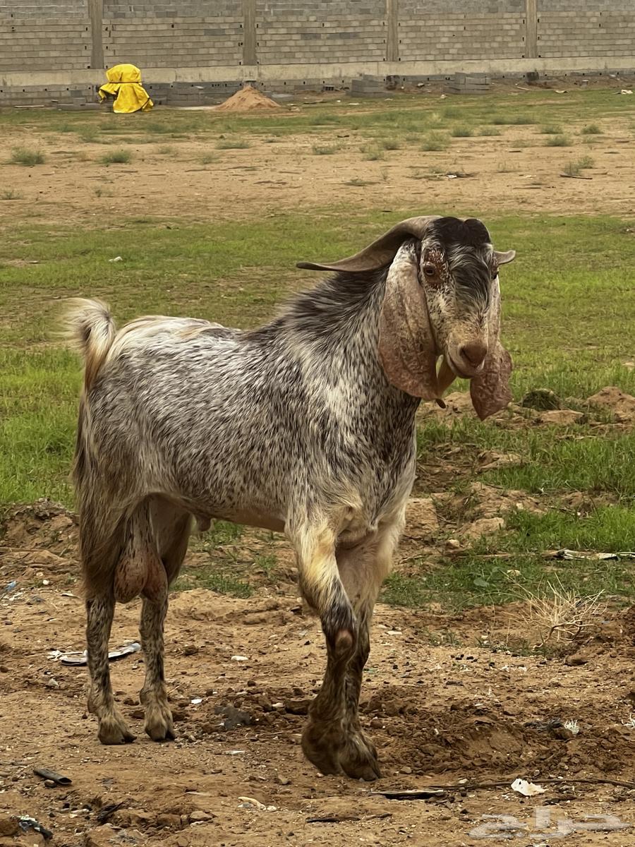 تيس فحل للبيع64427838604419112