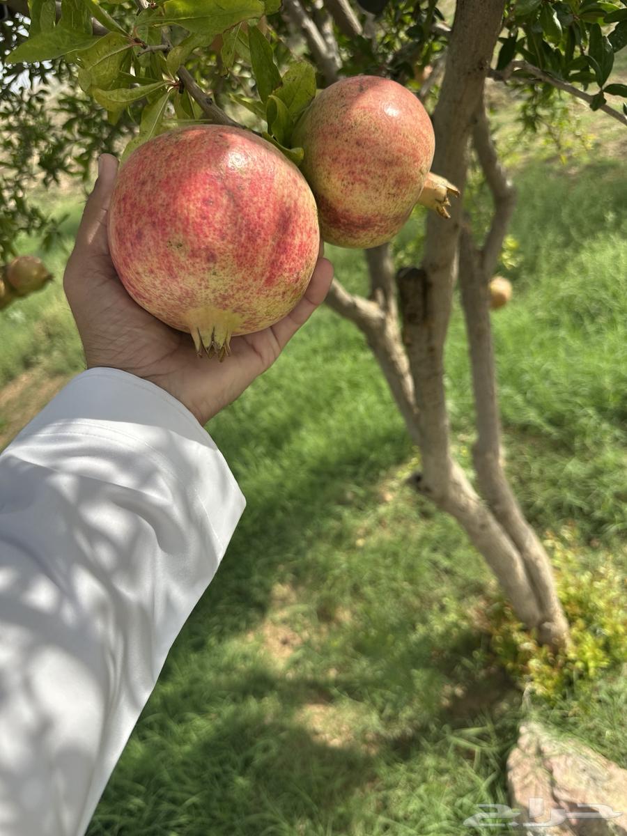 رمان طايفي64429802660354110