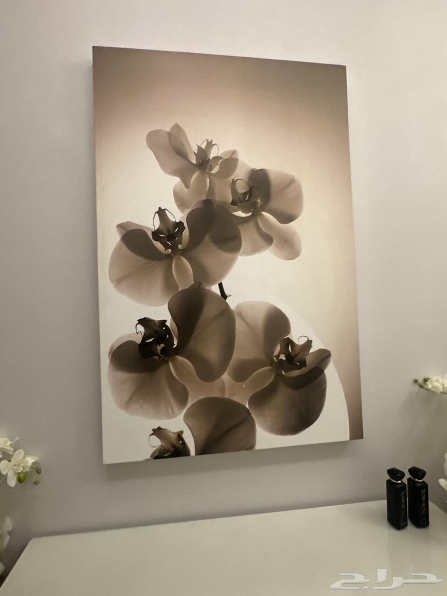 مراكن اوركيد ولوحة ديكور64428066619650113