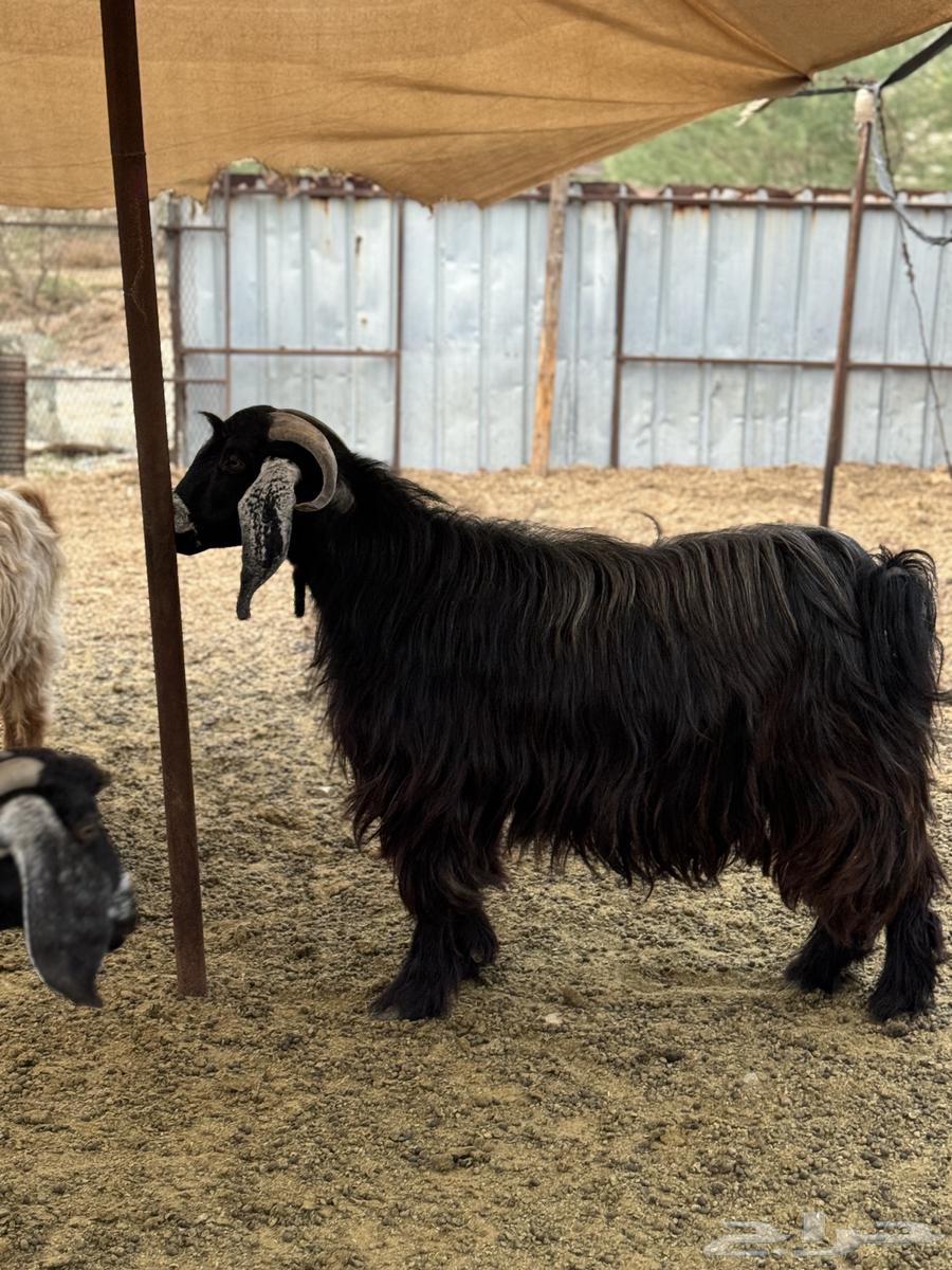 تيس فحل عارضي للبيع64431210729729113