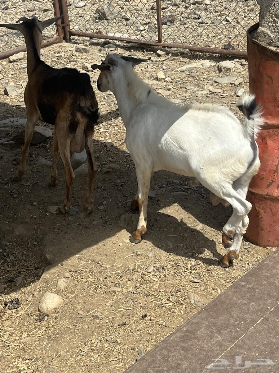 جفر للبيع64427905550595110