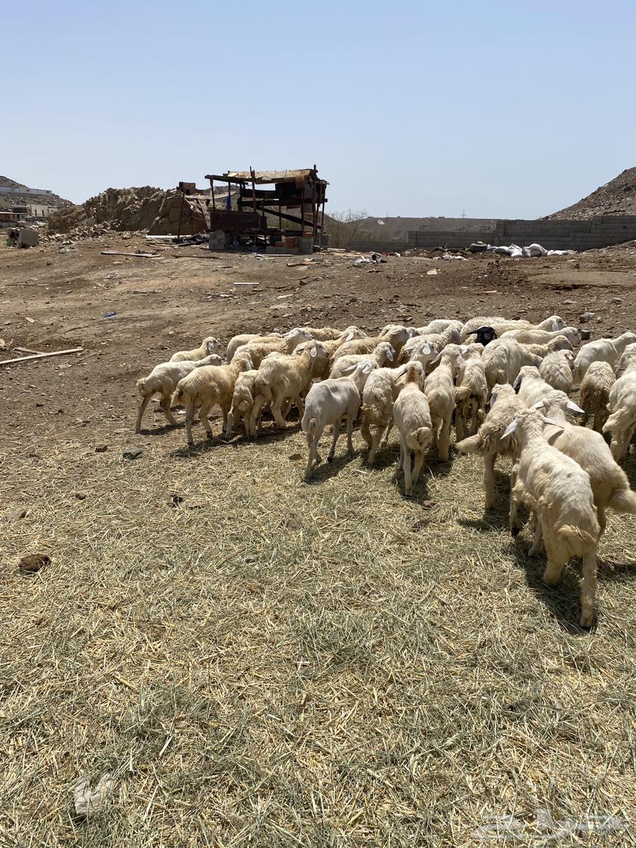 طليان حري 50 راس64428711758337111