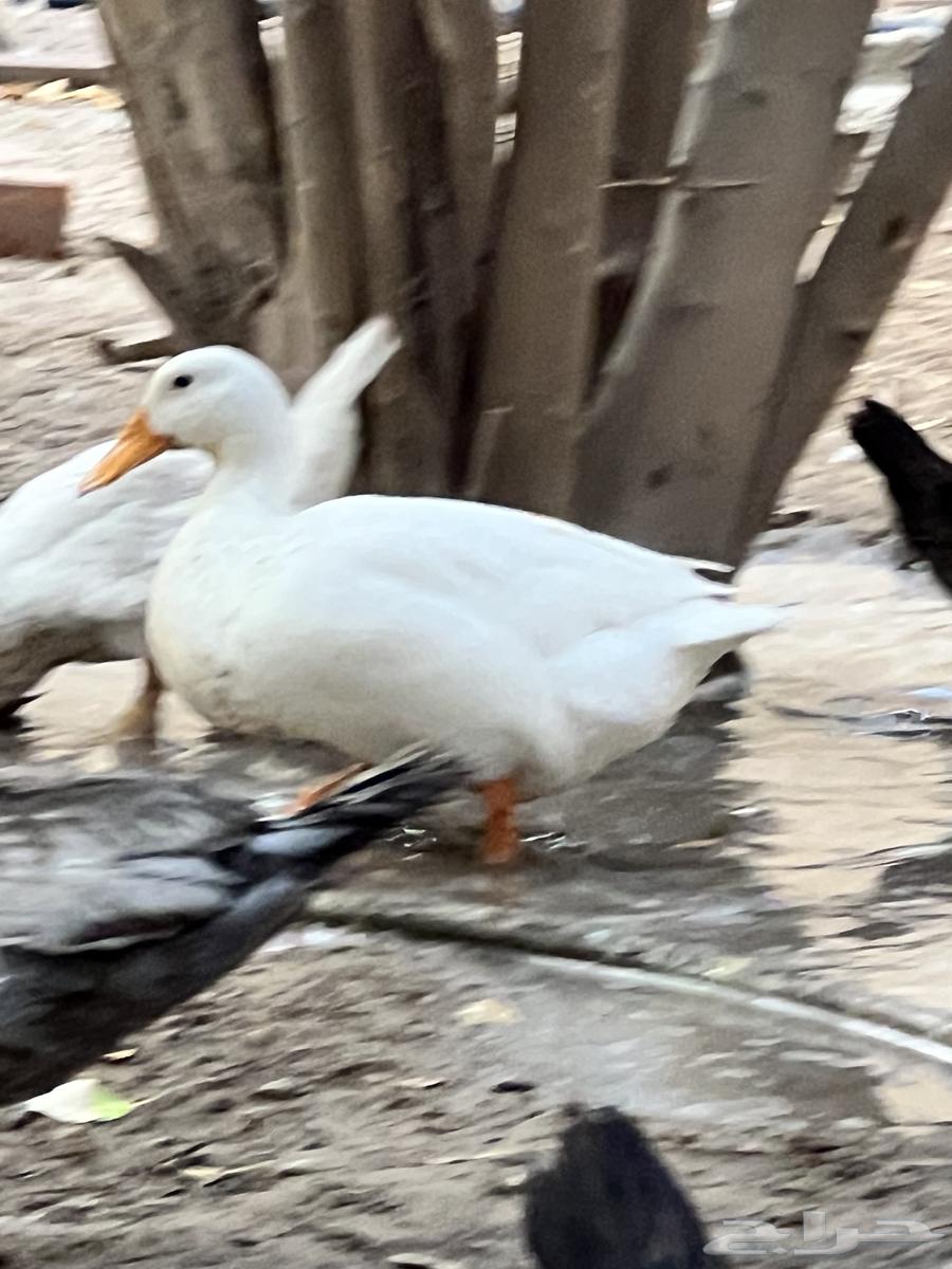 بط مصري للبيع64431882766594113