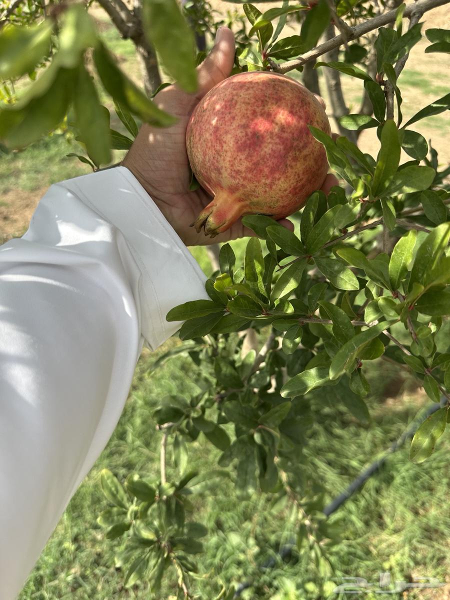 رمان طايفي64429802660354114