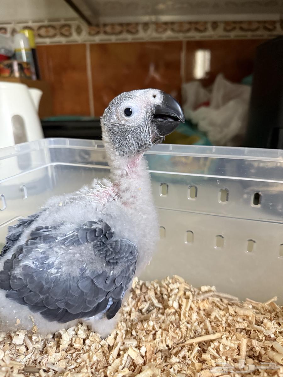 Farkh Kasko local production64430299805825113