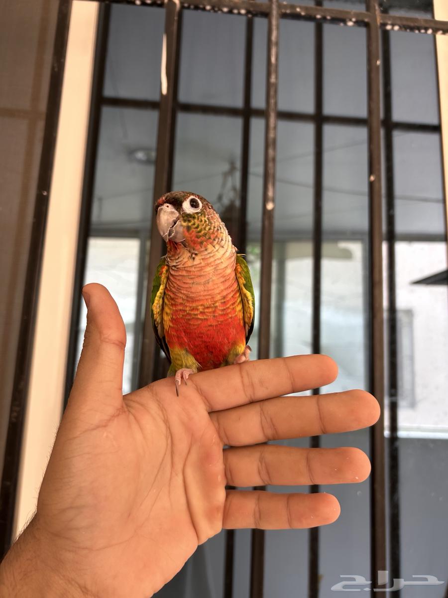 ذكر كنيور يلو سايد دبل اليف و هدد و متكلم64428914906242111