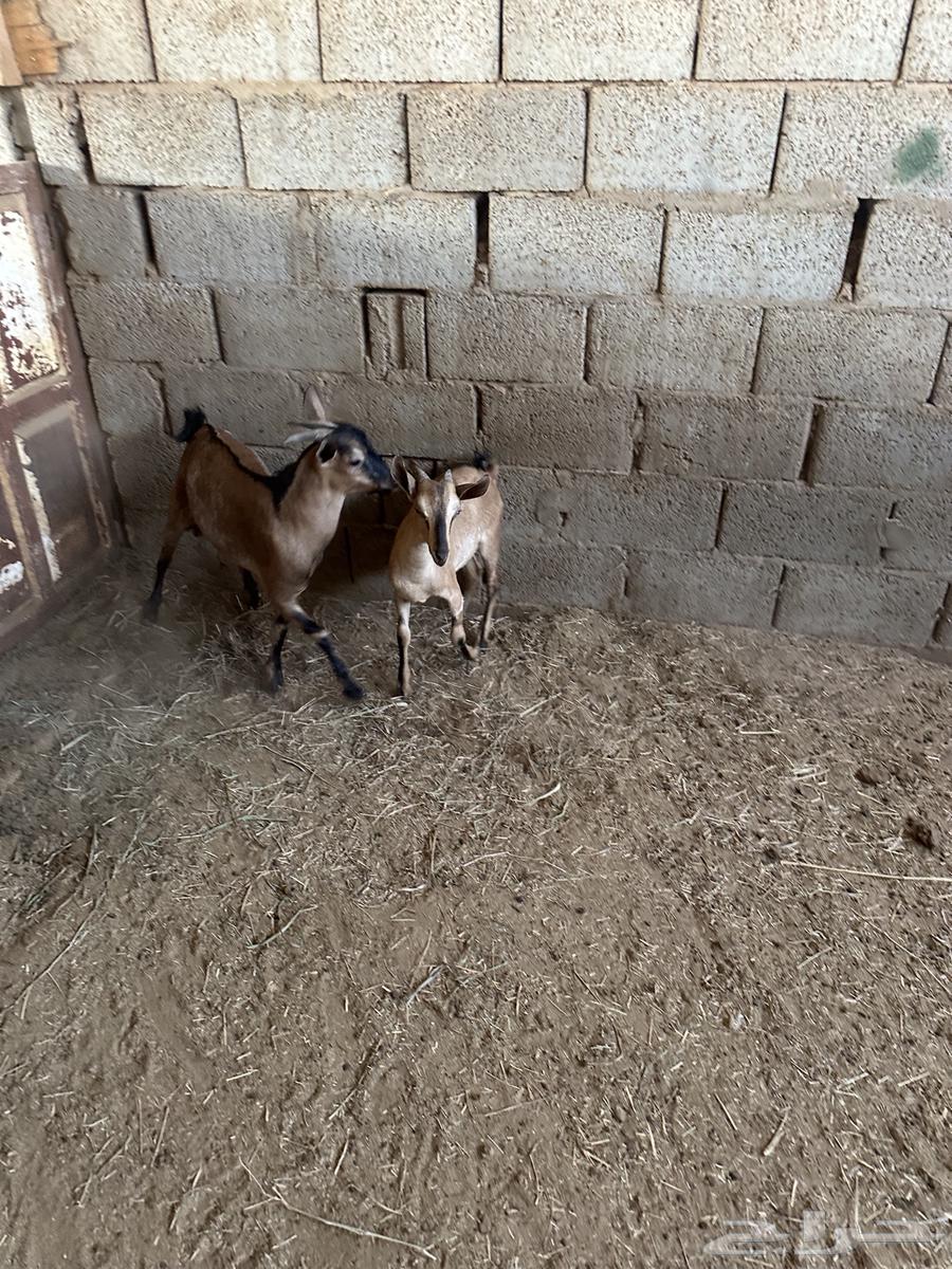 تيوس للبيع64429641095297112