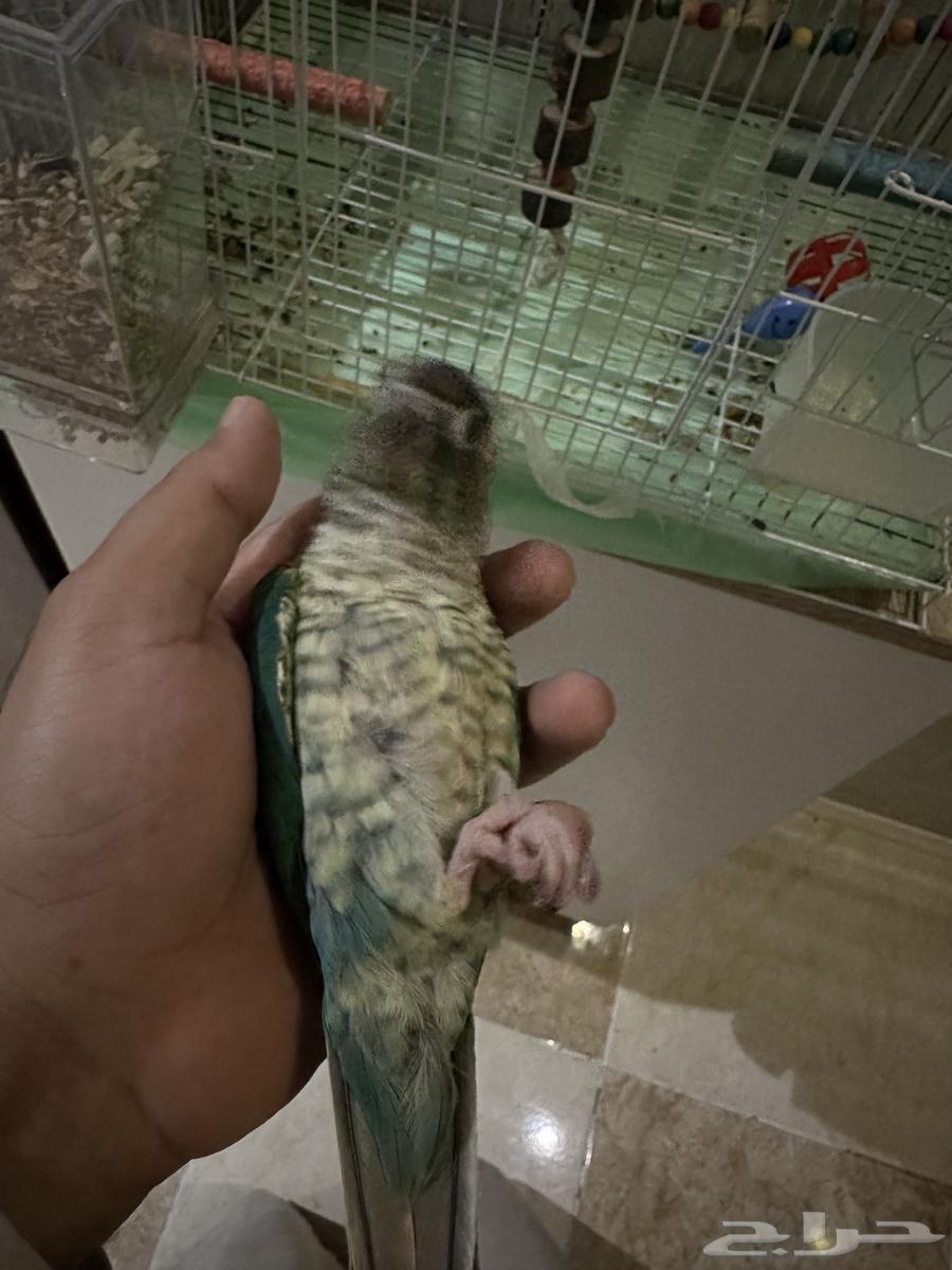 كنيور تركواز يلو سايد اليف وهدد64428255330434112