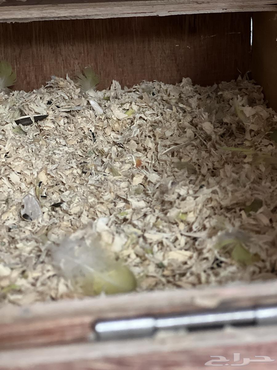 للبيع جوز درة هندي منتج64430489269507111