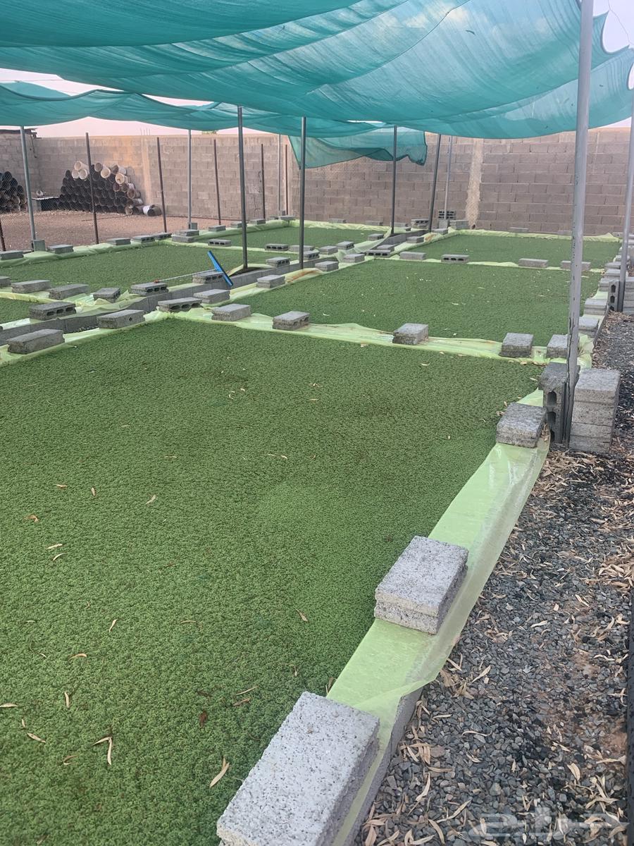 ازولا. حائل. حقروصين64429397713666112