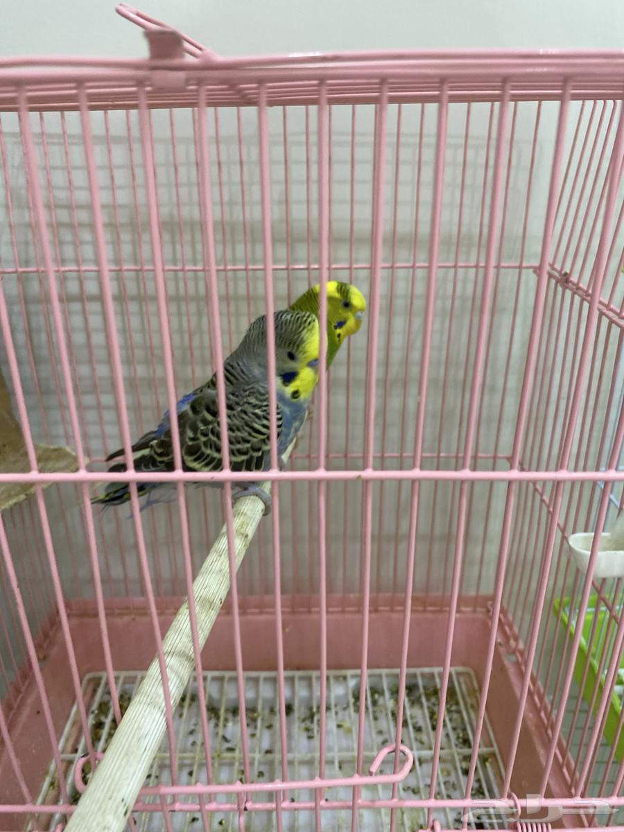 بادجي الجوز 90  الفرد 6064429022683267111